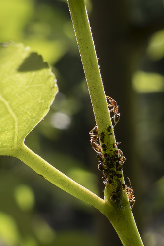 iNaturalist observation photo of Western Velvety Tree Ant
