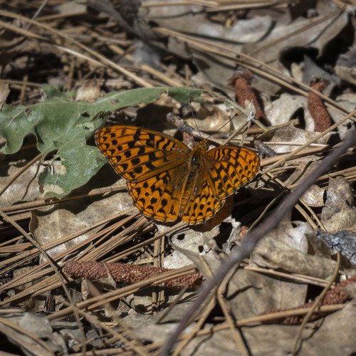 iNaturalist observation photo of Great Basin Fritillary