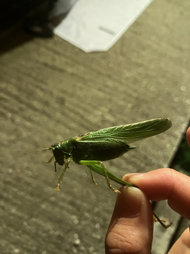 Great Green Bush-cricket