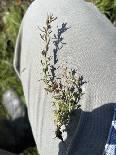 Purslane Speedwell
