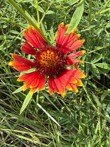 firewheel