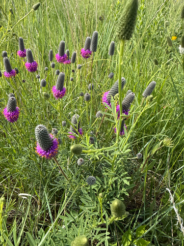 purple prairie clover