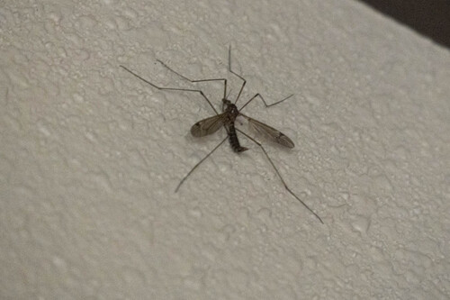 iNaturalist observation photo of Common Crane Flies