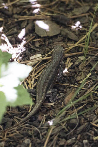 iNaturalist observation photo of Common Sagebrush Lizard