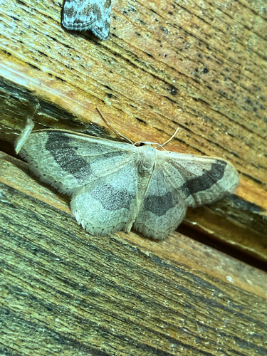 Riband Wave