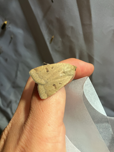 Lesser Yellow Underwing