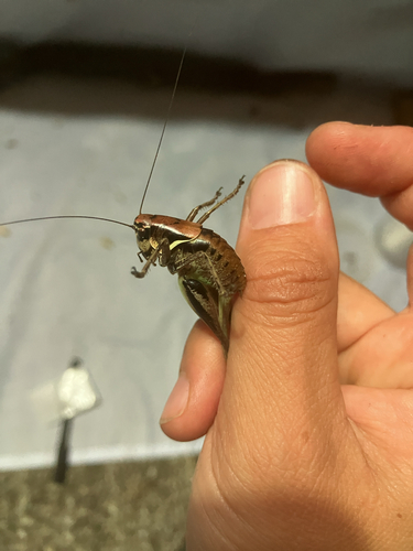 Smyrnean Bush-Cricket