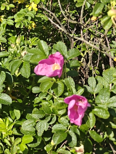 rugosa rose