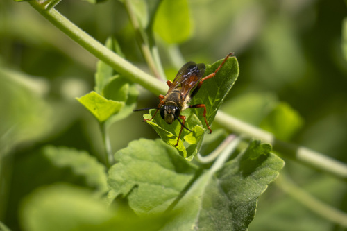 iNaturalist observation photo of Great Golden Digger Wasp