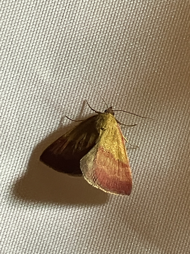 Small Purple-barred