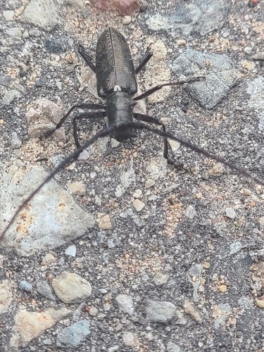 White-spotted Sawyer