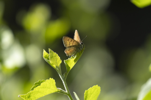 iNaturalist observation photo of Tailed Copper