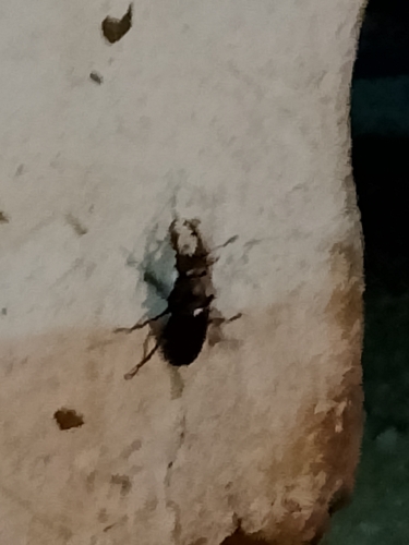 Lucanus cervus turcicus