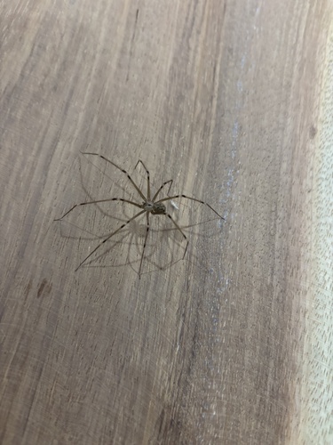Giant Cellar Spider