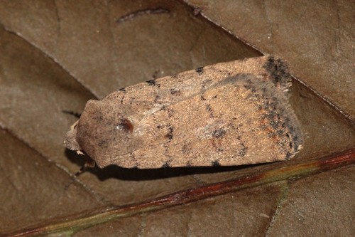 Pale Mottled Willow Moth
