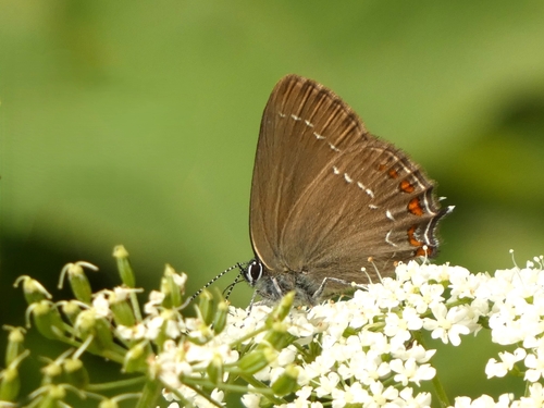 Ilex Hairstreak