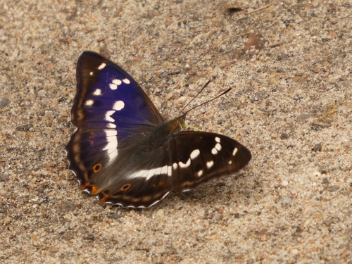 Purple Emperor