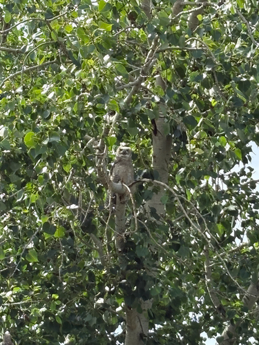 Great Horned Owl