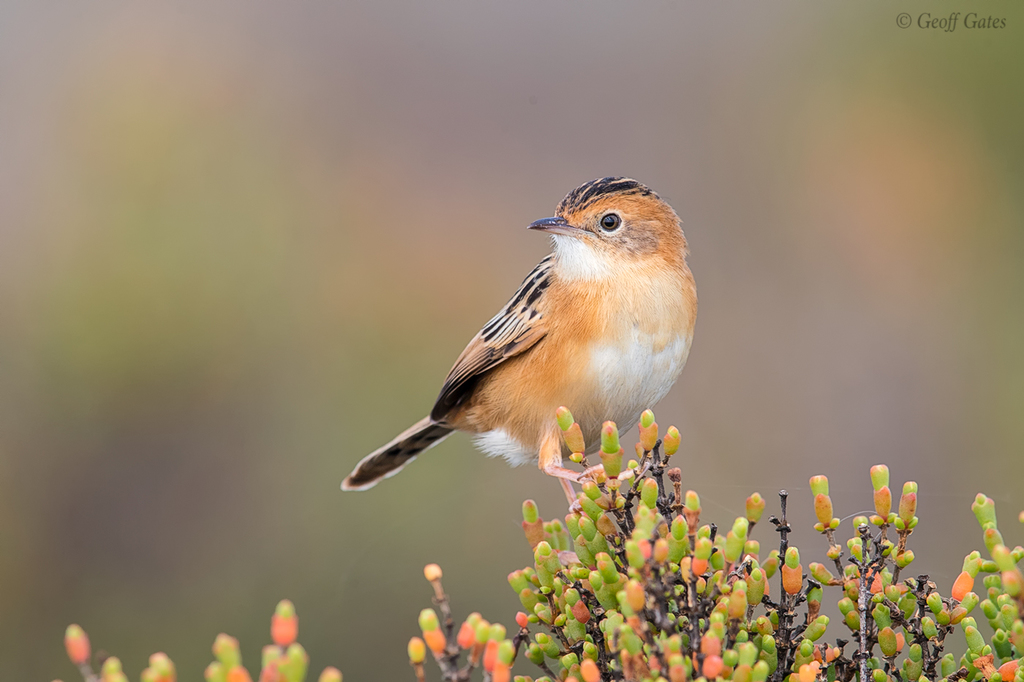 Golden-headed Cisticola photo