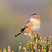Golden-headed Cisticola - Photo (c) Geoff Gates, all rights reserved, uploaded by Geoff Gates