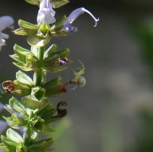 Goldenrod Crab Spider