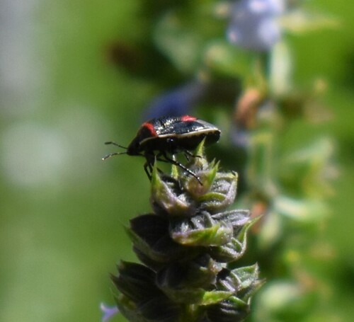 Twice-stabbed Stink Bug