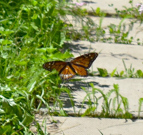 Monarch