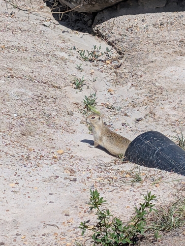 Richardson's Ground Squirrel