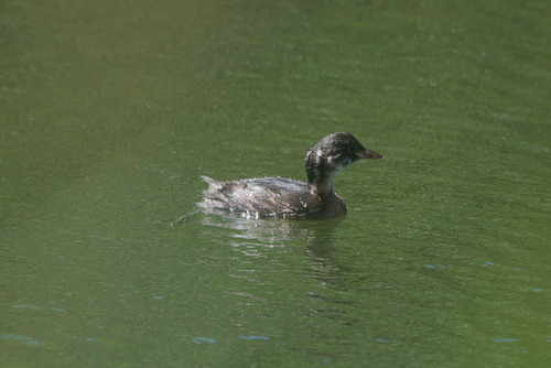 Little Grebe