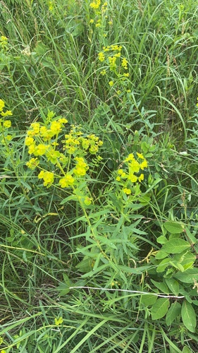 slender leafy spurge