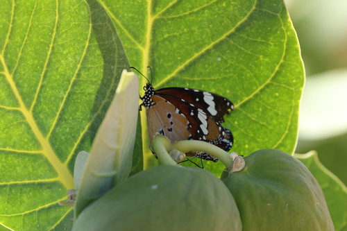 Plain Tiger Butterfly