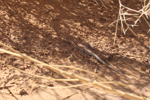 Bosc’s Fringe-toed lizard