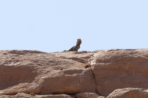 Bibron's Agama