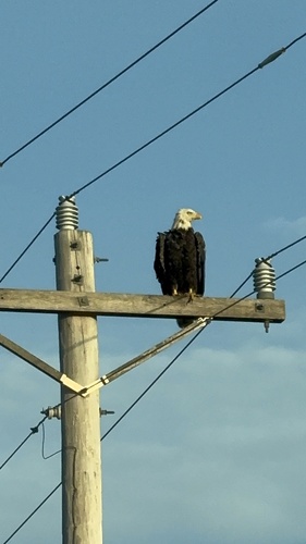 Bald Eagle