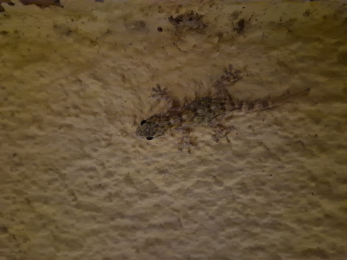 Moorish Gecko