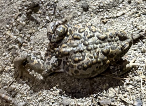 iNaturalist observation photo of Yosemite Toad