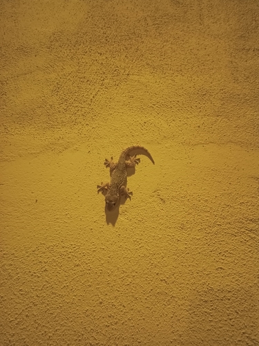 Moorish Gecko