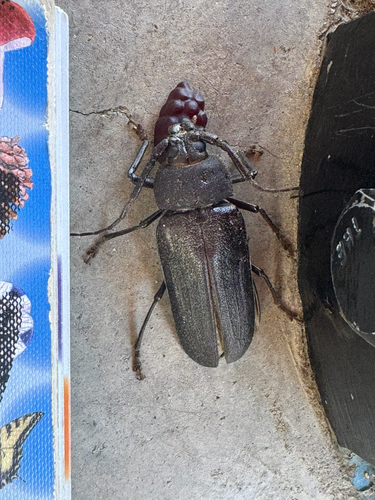 iNaturalist observation photo of Spined Woodborer