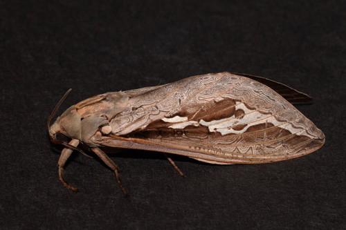Labyrinthine Ghost Moth