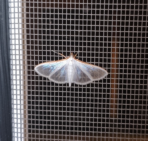 Jasmine Moth