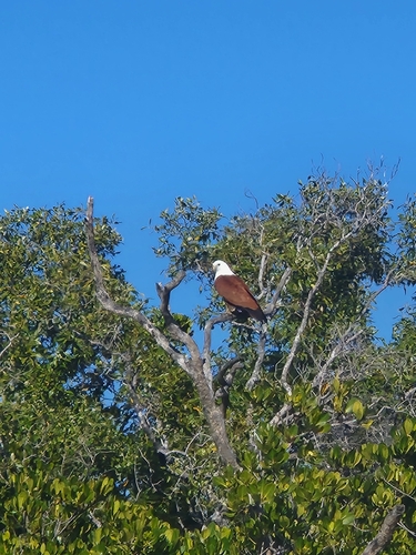 Brahminy Kite