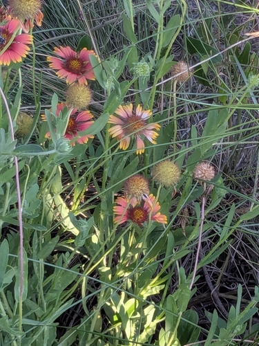 firewheel
