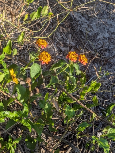 Lantana