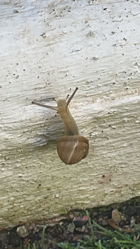 Garden Snail