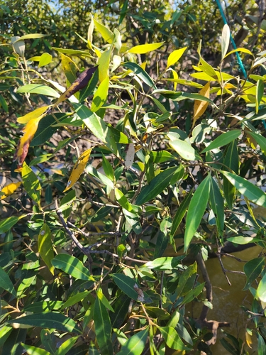 Grey Mangrove