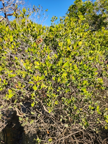 myrtle mangrove