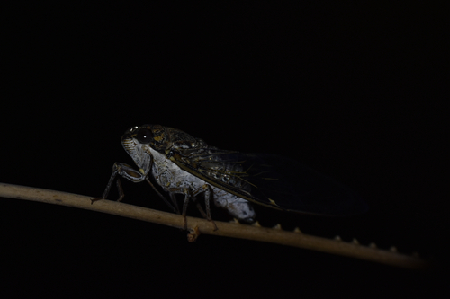 Cicada barbara lusitanica