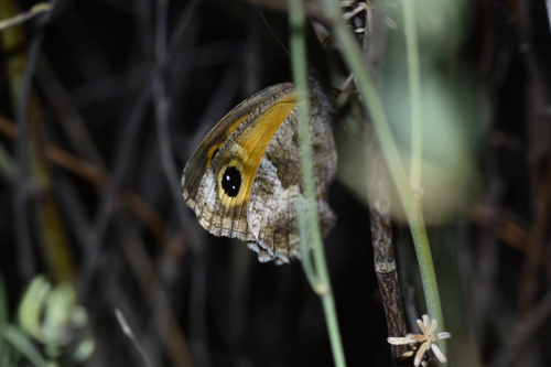 Southern Gatekeeper