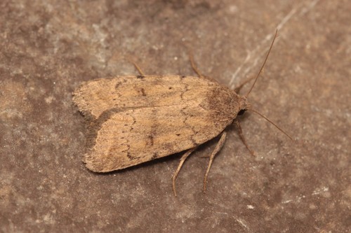 Athetis gluteosa (Treitschke, 1835)