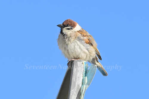 Eurasian Tree Sparrow